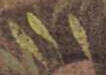 USOODIV5