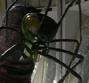 Wirrn | Alien Species | Fandom