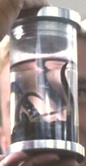 Aldebaran Mud Leeches