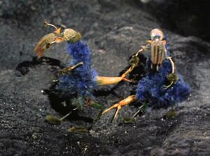 Ornithoid Lifeforms