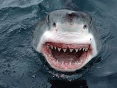 Jaws