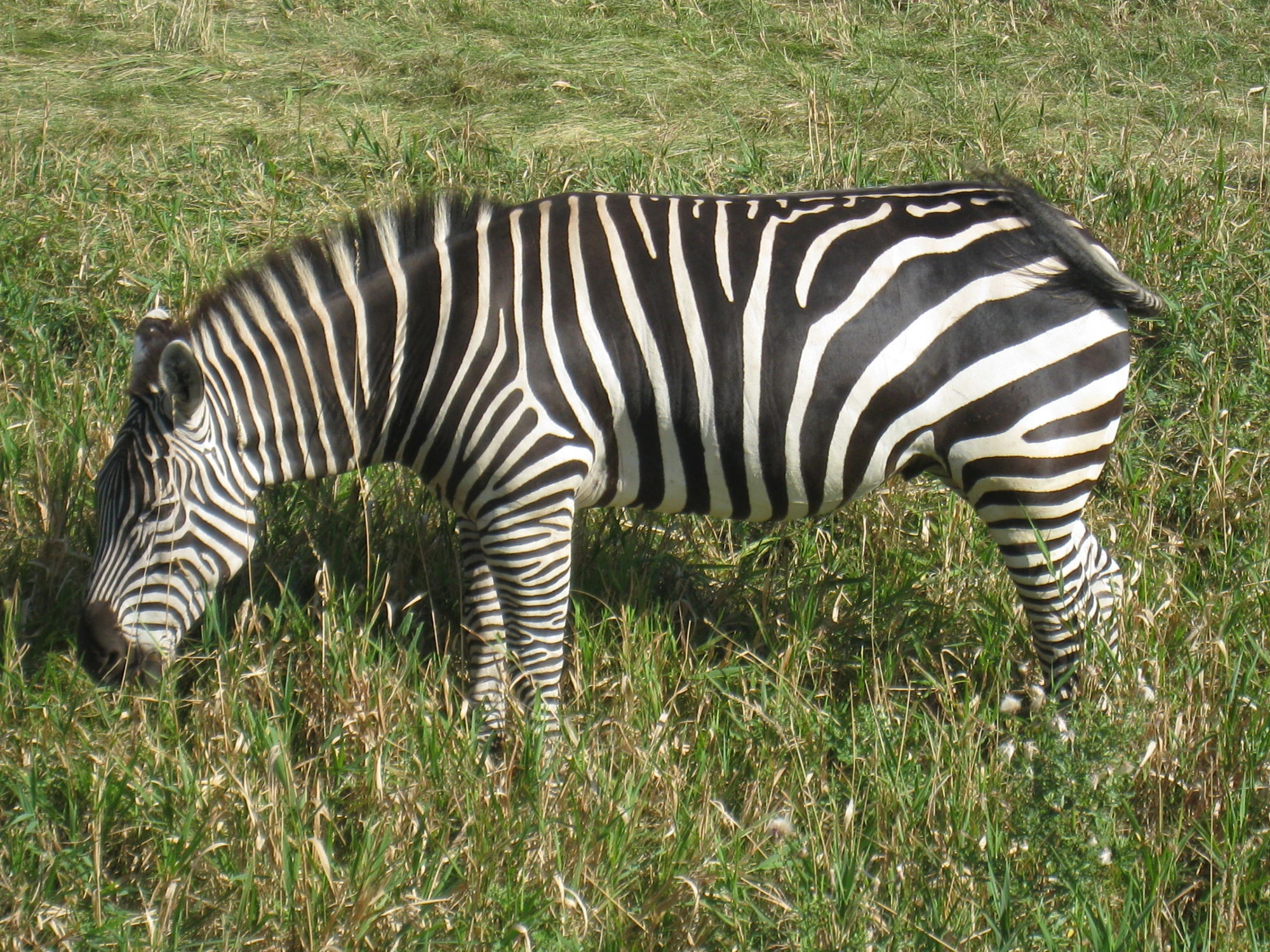 Plains Zebra Animals Wiki Fandom