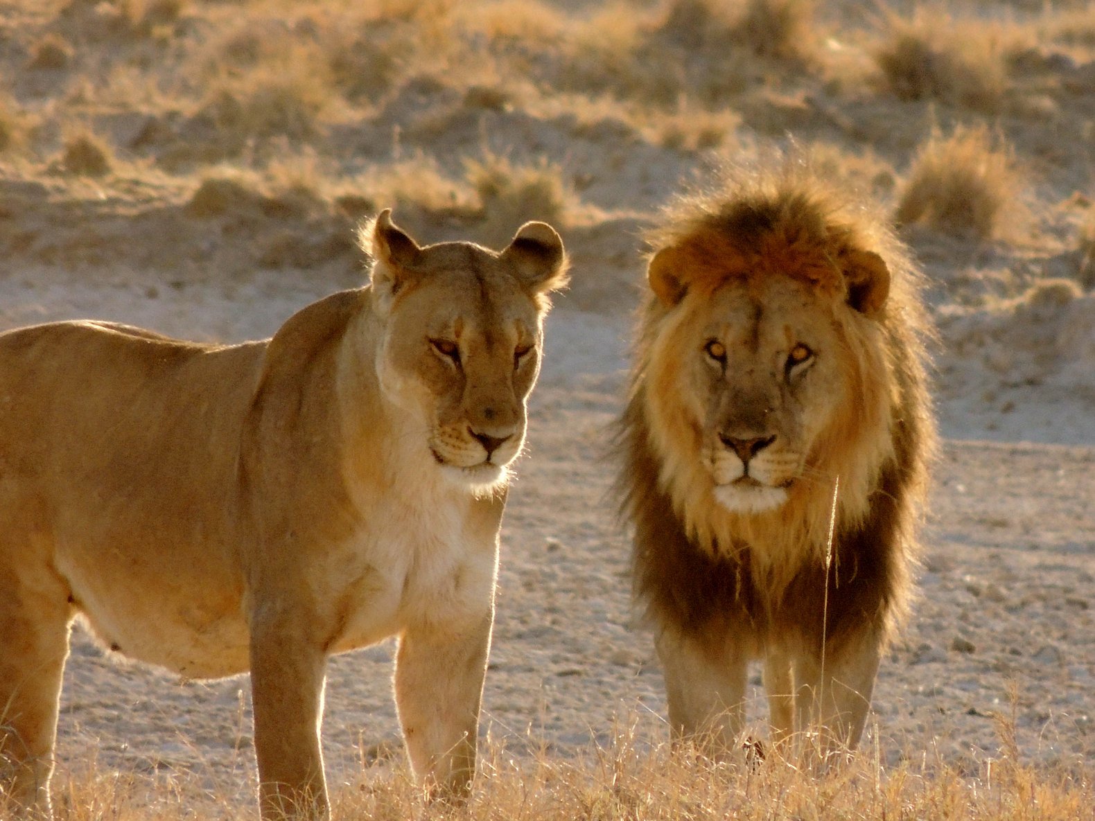 African Lion | Animals Wiki | FANDOM powered by Wikia