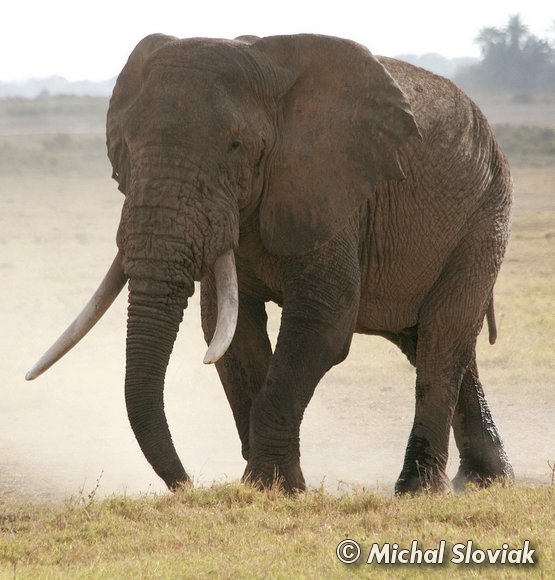 East African Bush Elephant | Animals Wiki | Fandom