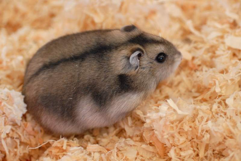 Campbell's Dwarf / Russian Hamster 