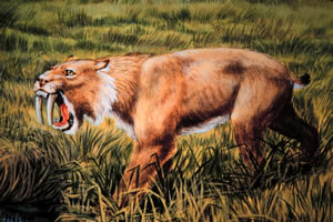 Kardfogu tigris