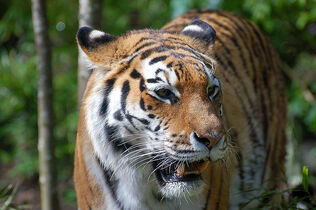 Tigris