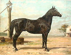 230px-Hungarianhorse