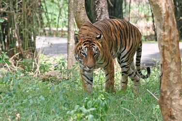 Kiraly tigris