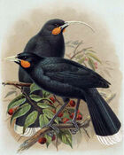Huia Buller