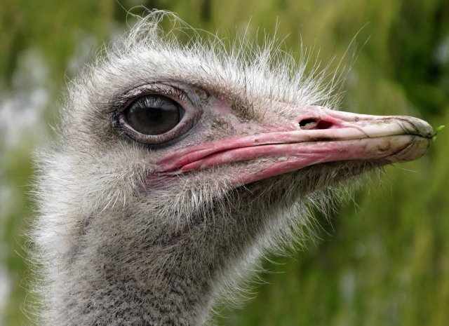 Somali Ostrich | All Birds Wiki | FANDOM powered by Wikia