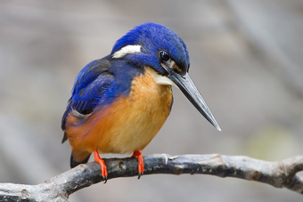 Kingfisher All Birds Wiki Fandom