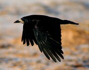 1024px-Rook in flight