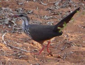 Subdesert Mesite Male