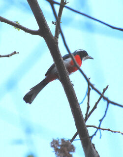 Red-breasted Chat