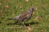 Fieldfare aka Turdus pilaris