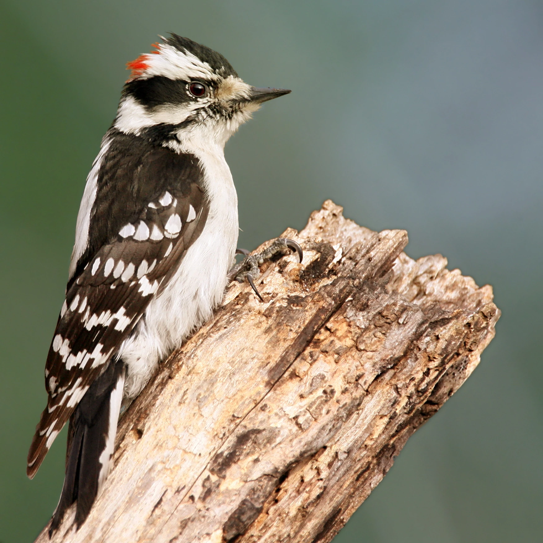 Appendix:Downy Woodpecker vs. Hairy Woodpecker | All Birds Wiki