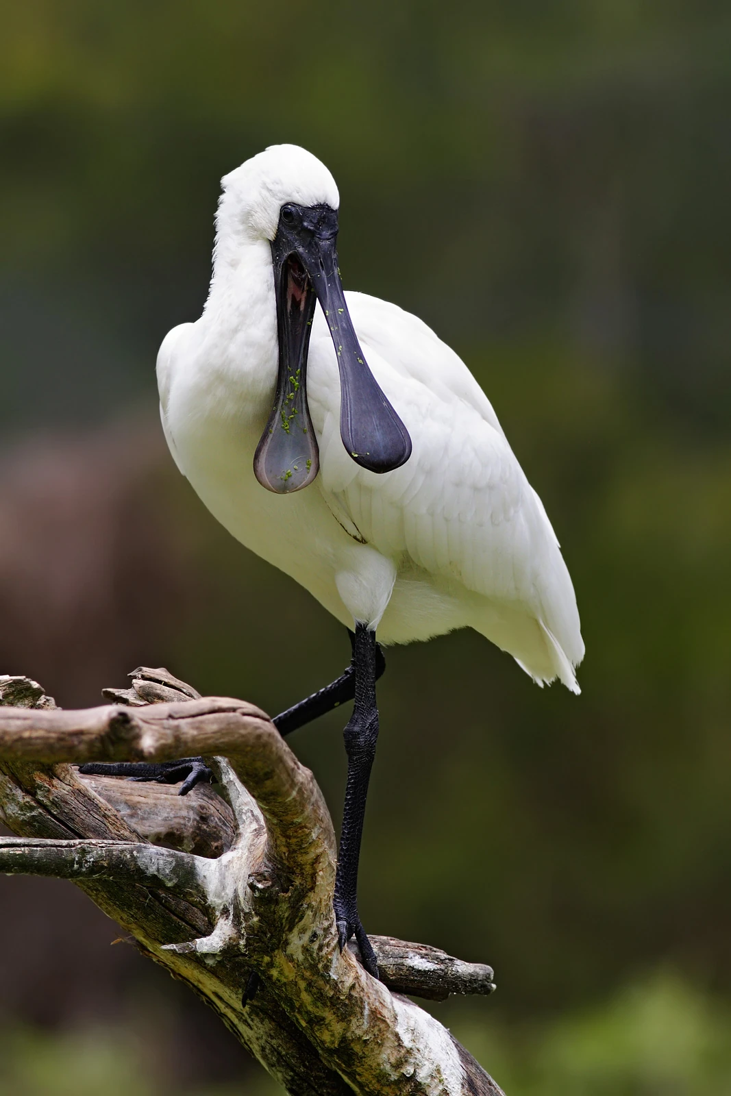 Spoonbill All Birds Wiki FANDOM powered by Wikia