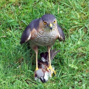 Birds of prey facts and conservation status