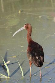 White-faced Ibis Great Salt Lake 1