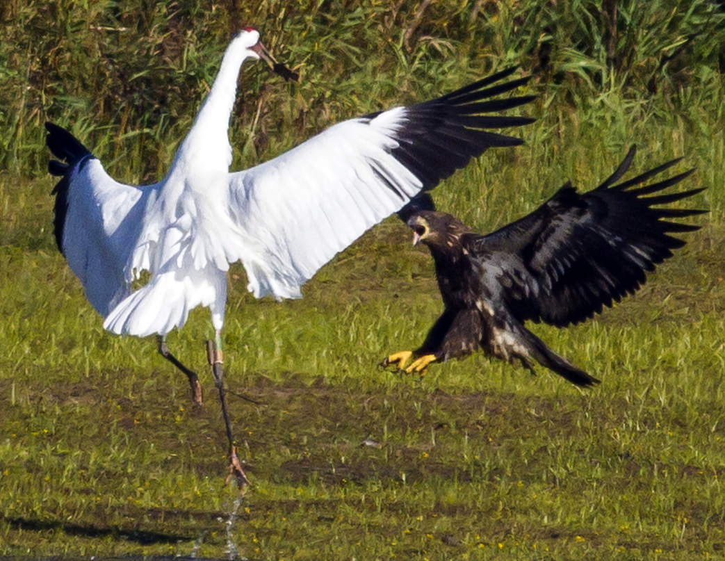 image whooping crane vs