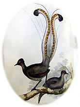 Lyre bird
