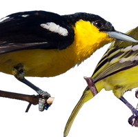 Common Iora All Birds Wiki Fandom