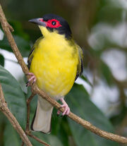 Sphecotheres vieilloti -Cairns, Queensland, Australia -male-8