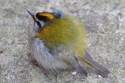Firecrest2