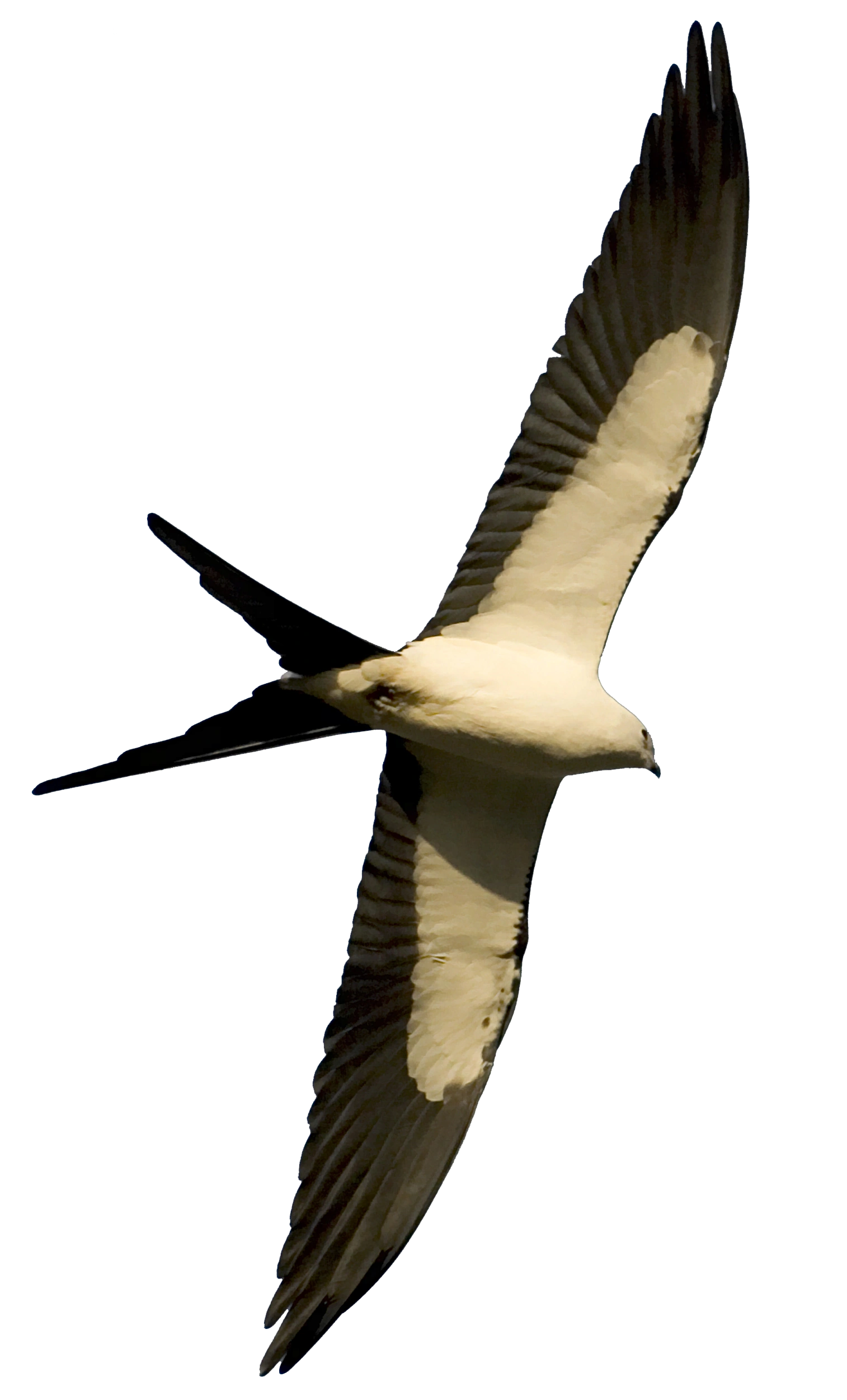 Image Swallowtailed Kite.png All Birds Wiki FANDOM powered by Wikia