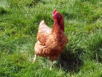Chicken