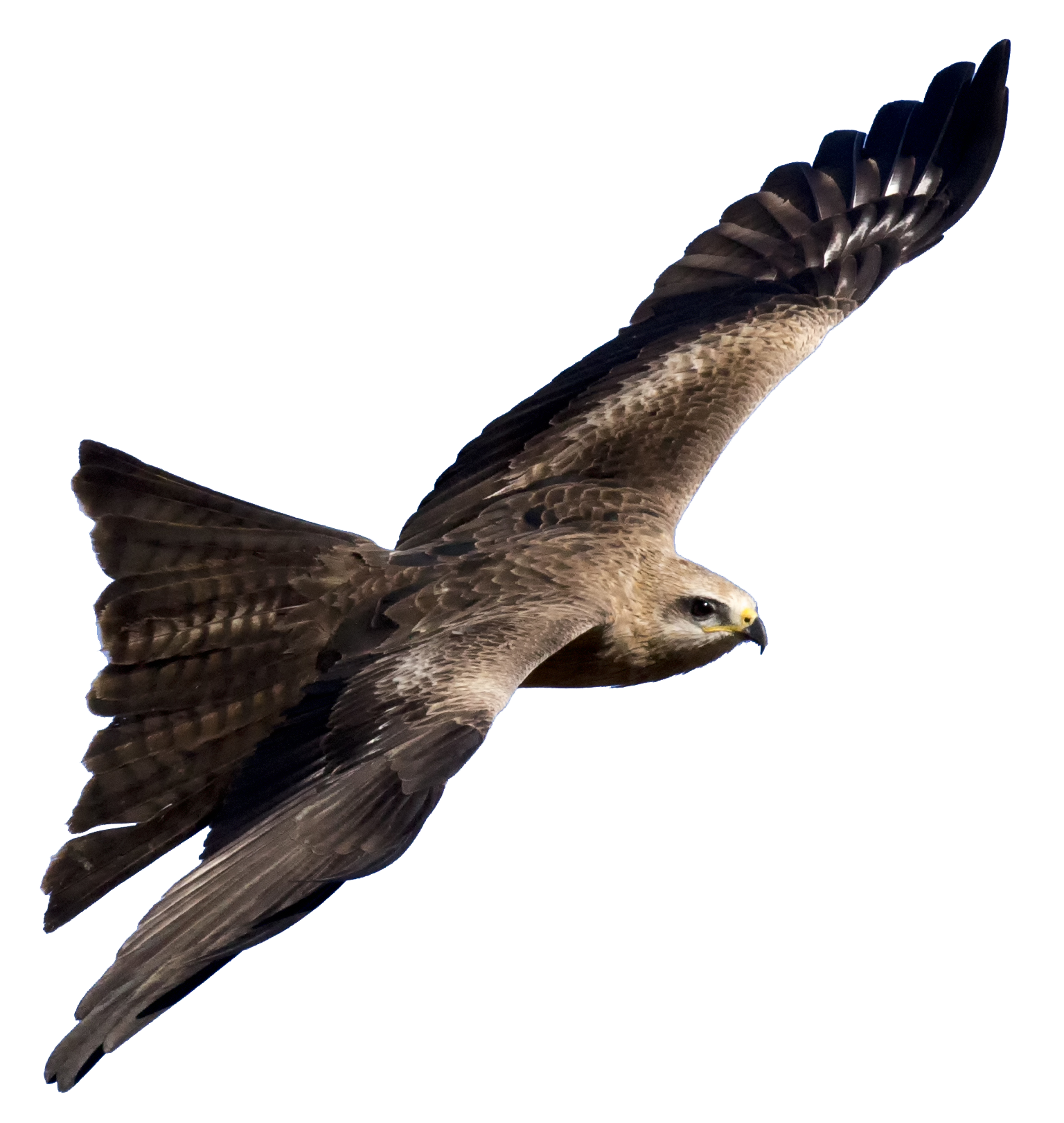 Black Kite All Birds Wiki Fandom