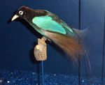 Blue Bird-of-paradise specimen