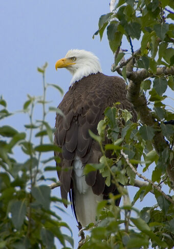 Eagle All Birds Wiki Fandom