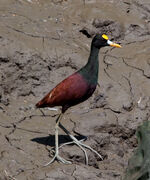 Jacana spinosa -Palo Verde National Park, Costa Rica-8