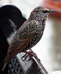 Common starling in london