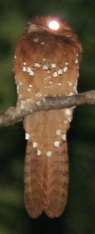Rufous Potoo with eyeshine