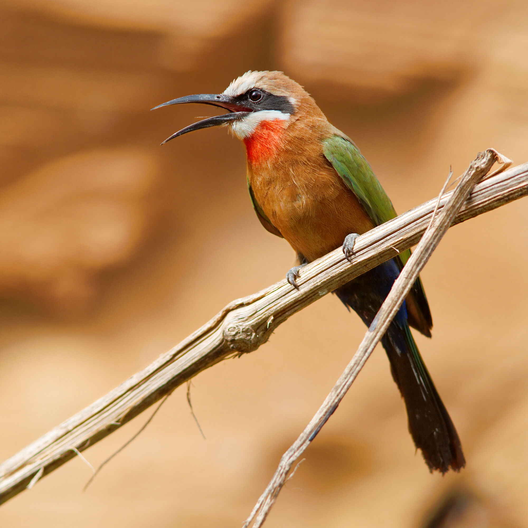 Bee Eater All Birds Wiki Fandom Powered By Wikia