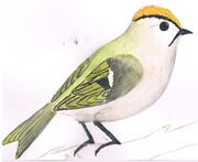 Regulus regulus