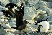 Skua and penguin