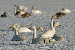 Whooper-swan