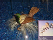Emperor BOP displaying