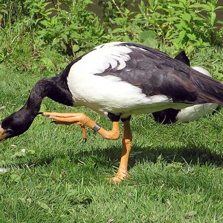 Anseriformes All Birds Wiki Fandom