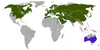 Red fox range