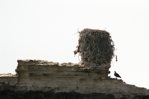 Osprey with its nest