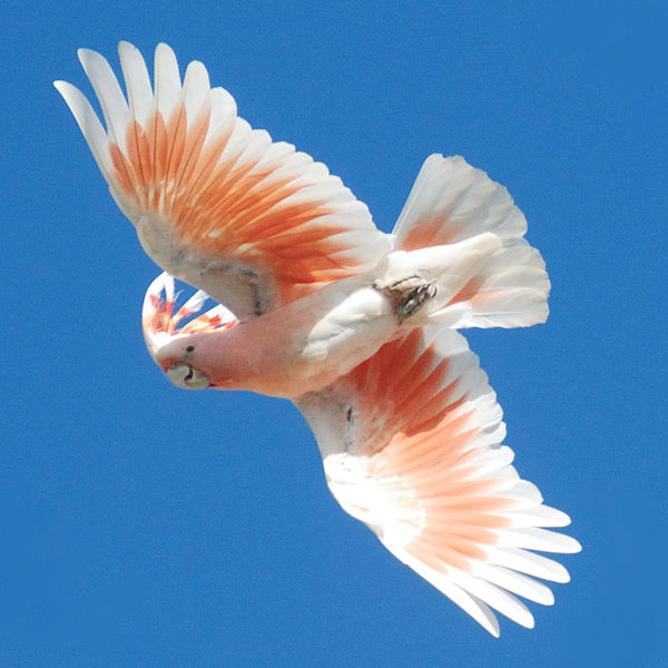 Cockatoo | All Birds Wiki | Fandom
