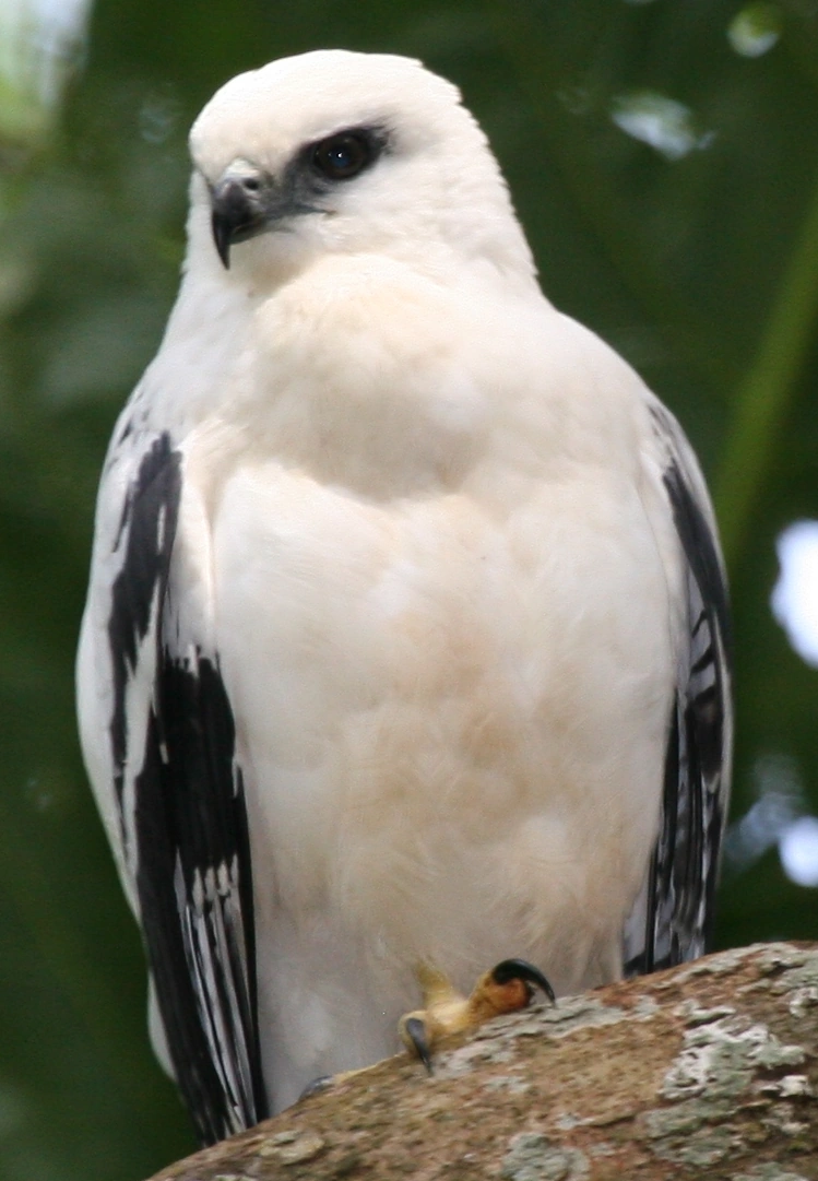 Pseudastur All Birds Wiki FANDOM powered by Wikia