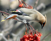 Bohemian Wax Wing