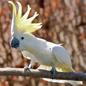 Cacatua galerita -perching on branch -crest-8a-2c