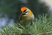 Firecrest